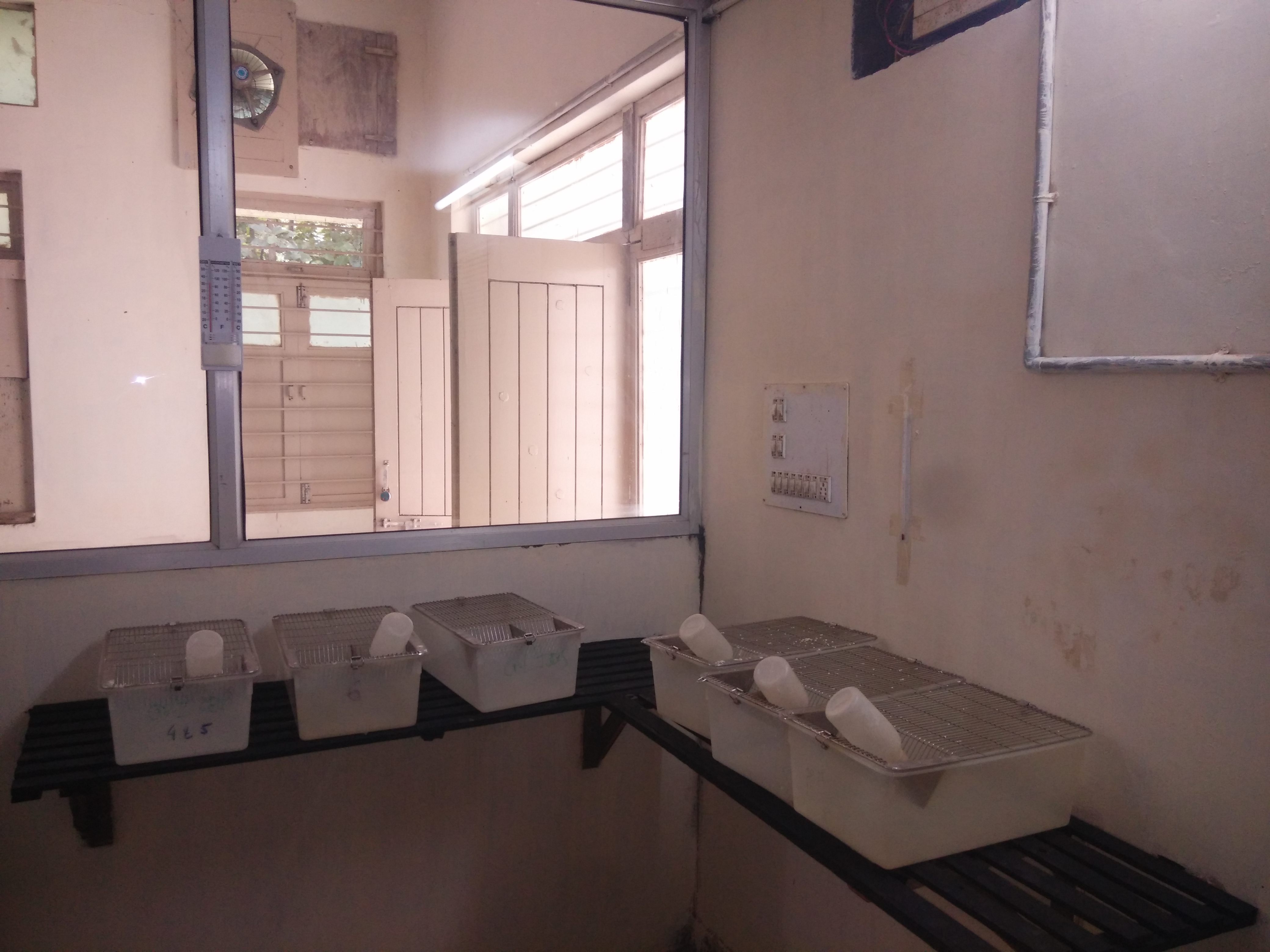 IICP Animal House
